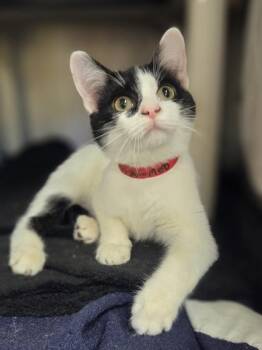 Miss Moo Moo -  Domestic Short Hair Cat for Adoption in Westland, Michigan - Miss Moo Moo | PetCurious