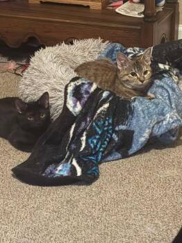 Guadalupe -  Domestic Short Hair Cat for Adoption in Salisbury, North Carolina - Guadalupe | PetCurious