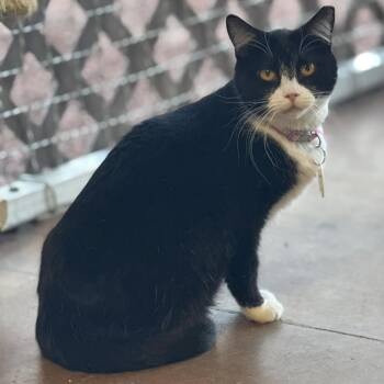 Rescue Domestic Short Hair Cats for Adoption in Tucson, Arizona - Layah | PetCurious