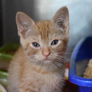 Rust -  Domestic Short Hair Cat for Adoption in Flagstaff, Arizona - Rust | PetCurious