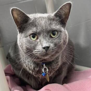 Grape -  Domestic Short Hair Cat for Adoption in Lansing, Michigan - Grape | PetCurious