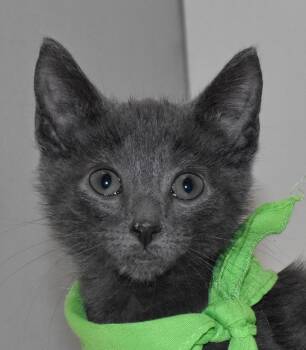 Rescue Domestic Short Hair Cats for Adoption in Springfield, Ohio - Scout | PetCurious