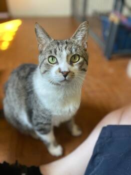 Rescue Domestic Short Hair Cats for Adoption in Ogden, Utah - Nico | PetCurious