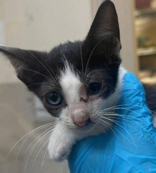 Malfoy -  Domestic Short Hair Cat for Adoption in Honolulu, Hawaii - Malfoy | PetCurious