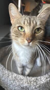 Rescue Tabby Cats for Adoption in Melrose, Massachusetts - Ana | PetCurious