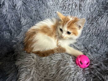 Rescue Domestic Medium Hair Cats for Adoption in Columbus, Minnesota - Posey | PetCurious