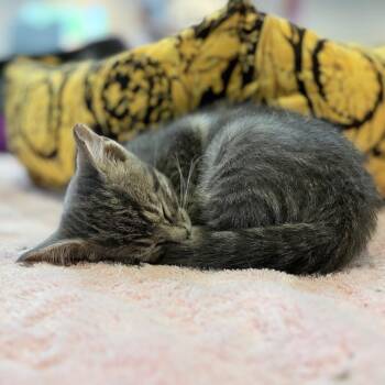 Danish -  Domestic Short Hair Cat for Adoption in Nashville, Tennessee - Danish | PetCurious