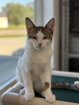 Rescue Domestic Short Hair Cats for Adoption in Black River Falls, Wisconsin - Cal | PetCurious