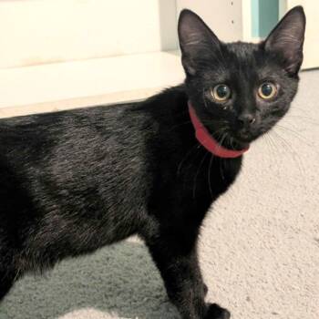 Rescue Domestic Short Hair Cats for Adoption in Fairway, Kansas - Ziggy | PetCurious