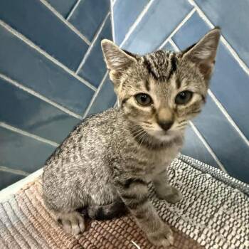 Bluey -  Domestic Short Hair Cat for Adoption in Newborn, Georgia - Bluey | PetCurious