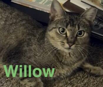 Domestic Short Hair Cats Available for Adoption - Willow | PetCurious