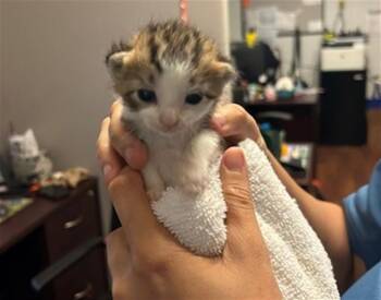 TUCKER -  Domestic Short Hair Cat for Adoption in Ocala, Florida - TUCKER | PetCurious