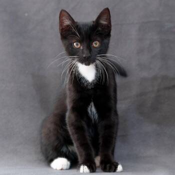Domestic Short Hair Cats Available for Adoption in Sunnyvale, California - Preacher | PetCurious