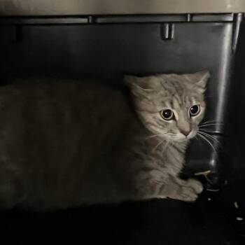 Domestic Short Hair Cats Available for Adoption in St. Louis, Missouri - Budweiser | PetCurious