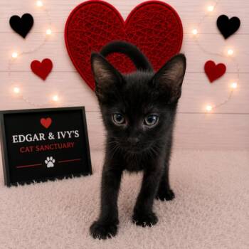 Skittle -  Domestic Short Hair Cat for Adoption in Corpus Christi, Texas - Skittle | PetCurious