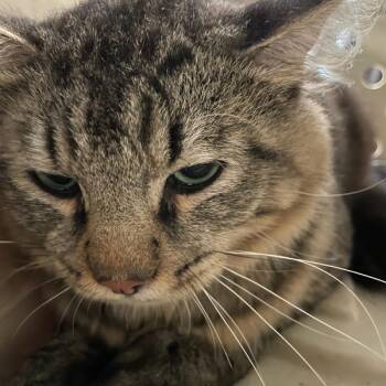 Arthur -  Domestic Short Hair Cat for Adoption in Des Moines, Iowa - Arthur | PetCurious