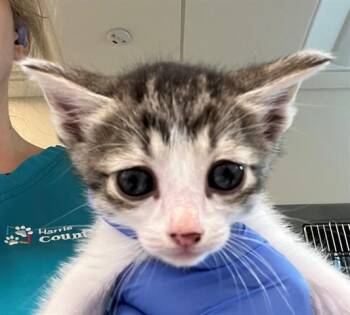 BAILEY -  Domestic Short Hair Cat for Adoption in Houston, Texas - BAILEY | PetCurious