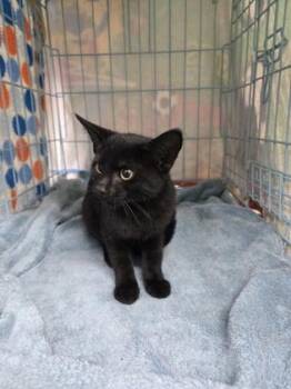 Wilhelmina -  Domestic Short Hair Cat for Adoption in Gainesville, Florida - Wilhelmina | PetCurious