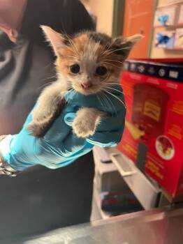 Rescue Domestic Short Hair Cats for Adoption in Rancho Cucamonga, California - UNKNOWN 5 | PetCurious