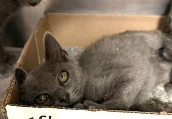 Etnies -  Domestic Short Hair Cat for Adoption in Cincinnati, Ohio - Etnies | PetCurious