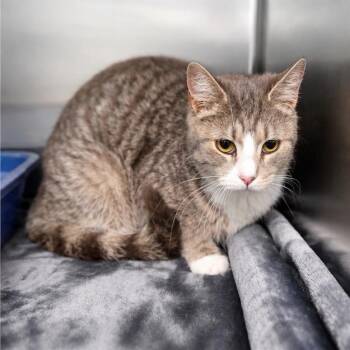 Ms. Frizzle -  Domestic Short Hair Cat for Adoption in Parkersburg, West Virginia - Ms. Frizzle | PetCurious