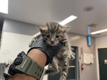 Domestic Short Hair Cats Available for Adoption in Thousand Palms, California - A1913688 | PetCurious