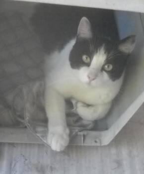 Rescue Tuxedo Cats for Adoption in Oakhurst, California - Garcia | PetCurious