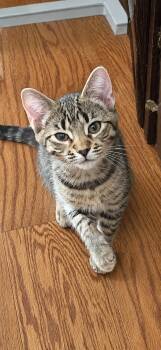 Mojo -  Tabby Cat for Adoption in Pickerington, Ohio - Mojo | PetCurious