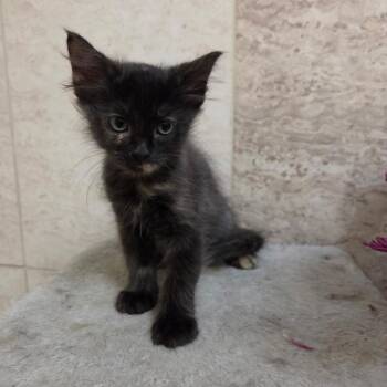 Gretchen -  Domestic Medium Hair Cat for Adoption in San Antonio, Texas - Gretchen | PetCurious