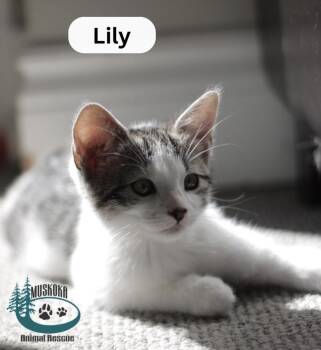 Lily -  Domestic Short Hair Cat for Adoption in Huntsville, Ontario - Lily | PetCurious