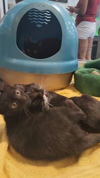 Cookie Monster -  Domestic Short Hair Cat for Adoption in Charleston, South Carolina - Cookie Monster | PetCurious