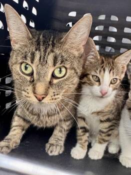 Gumpie -  Domestic Short Hair Cat for Adoption in Wheaton, Illinois - Gumpie | PetCurious
