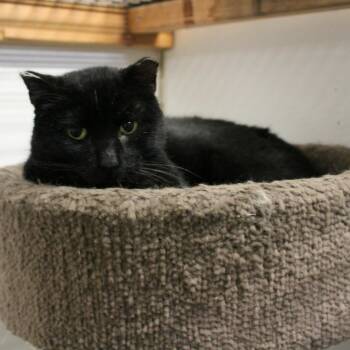 Bear(senior) -  Domestic Short Hair Cat for Adoption in Billings, Montana - Bear(senior) | PetCurious