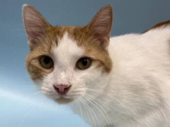 Ron -  Domestic Short Hair Cat for Adoption in Woodbury, Minnesota - Ron | PetCurious