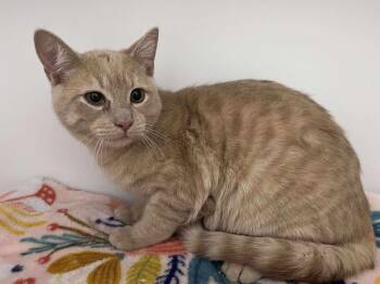Rescue Domestic Short Hair Cats for Adoption in Bolivar, Missouri - Nitro | PetCurious