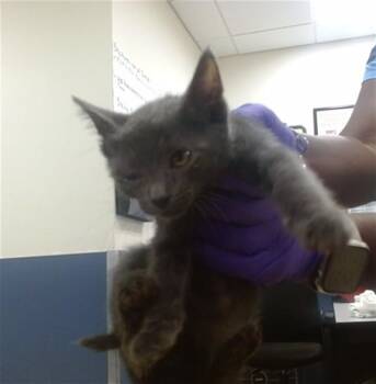 COMET -  Domestic Short Hair Cat for Adoption in Doral, Florida - COMET | PetCurious