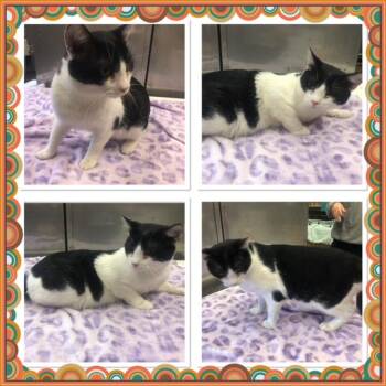 Domestic Short Hair Cats Available for Adoption in Buckhannon, West Virginia - YING YANG | PetCurious