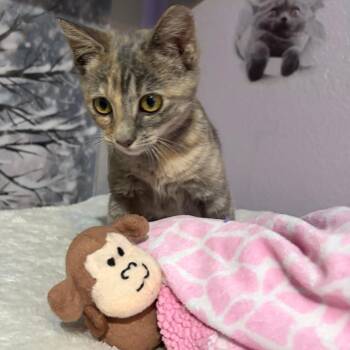 Pippa -  Domestic Short Hair Cat for Adoption in Pleasanton, California - Pippa | PetCurious
