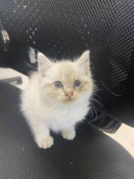 Shibuya -  Domestic Short Hair Cat for Adoption in Columbus, Indiana - Shibuya | PetCurious