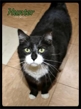 Hunter -  Tuxedo Cat for Adoption in Shippenville, Pennsylvania - Hunter | PetCurious