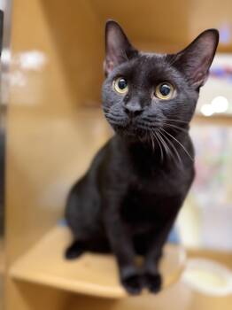 Drake -  Domestic Short Hair Cat for Adoption in Pompano Beach, Florida - Drake | PetCurious