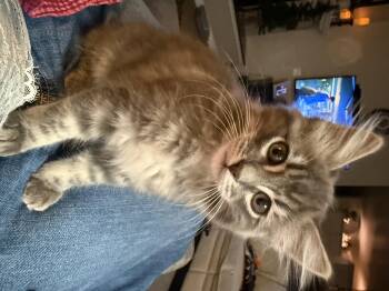 Rescue Domestic Long Hair Cats for Adoption in Pueblo, Colorado - Storm | PetCurious