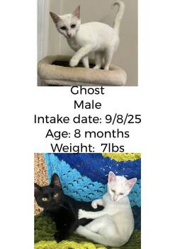 Rescue Domestic Short Hair Cats for Adoption in Staffordsville, Kentucky - Ghost | PetCurious