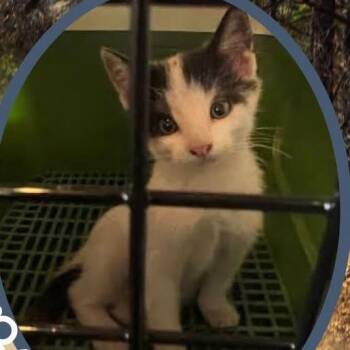 Hitchhiker -  Domestic Short Hair Cat for Adoption in Orangevale, California - Hitchhiker | PetCurious