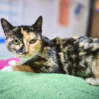 Rescue Domestic Short Hair Cats for Adoption in Byron Center, Michigan - Jamilla | PetCurious