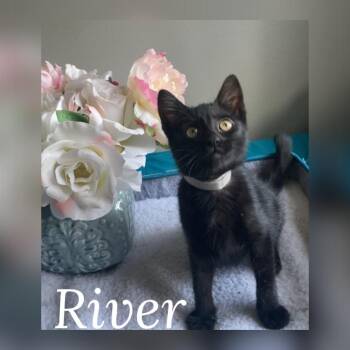 River -  Domestic Short Hair Cat for Adoption in Vacaville, California - River | PetCurious
