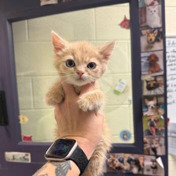 Drumstick -  Domestic Short Hair Cat for Adoption in Charlottesville, Virginia - Drumstick | PetCurious