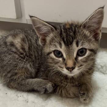 Marble -  Domestic Short Hair Cat for Adoption in Bentonville, Arkansas - Marble | PetCurious