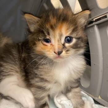 Hypernova -  Domestic Medium Hair Cat for Adoption in Memphis, Tennessee - Hypernova | PetCurious