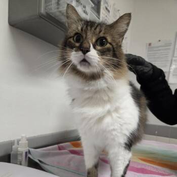 Skooter -  Domestic Medium Hair Cat for Adoption in Austin, Texas - Skooter | PetCurious